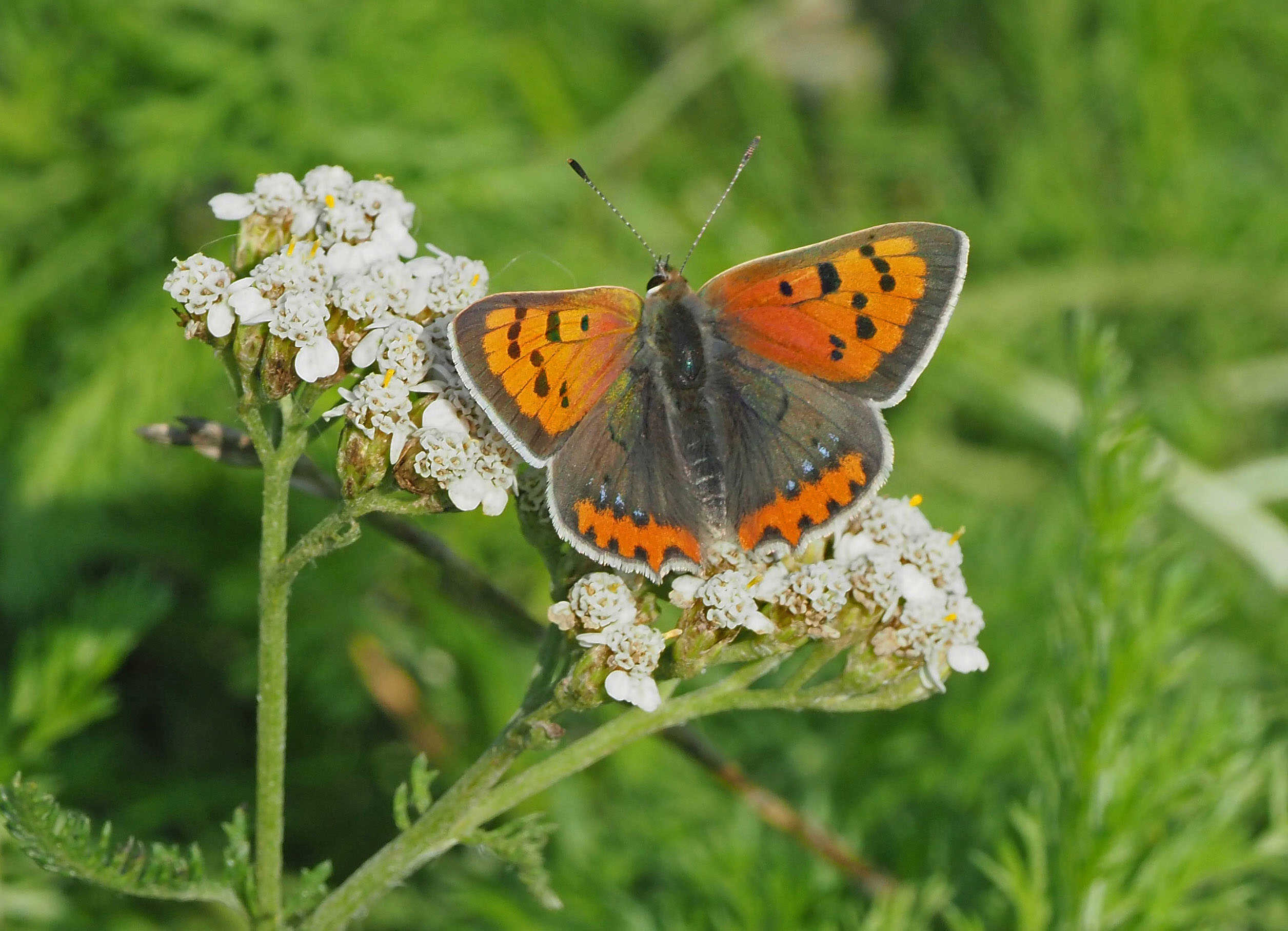Sommerfuglen "lille ildfugl" på røllike.