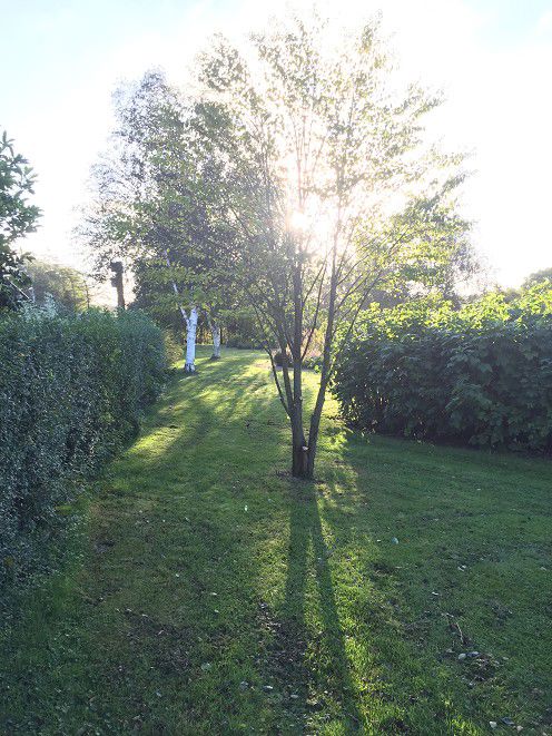 Træ i Østervangsparken